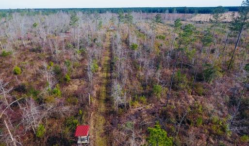 Photo of UNDER CONTRACT!  20 Acres of Hunting and Timber Land for Sale in Columbus County NC!