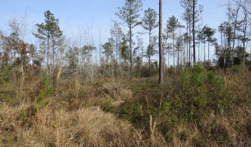Photo of UNDER CONTRACT!  20 Acres of Hunting and Timber Land for Sale in Columbus County NC!
