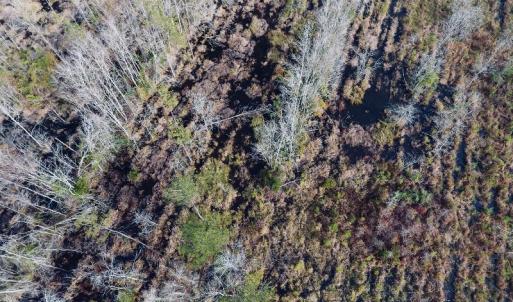 Photo of UNDER CONTRACT!  20 Acres of Hunting and Timber Land for Sale in Columbus County NC!