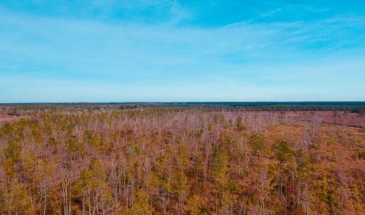 Photo of UNDER CONTRACT!  20 Acres of Hunting and Timber Land for Sale in Columbus County NC!