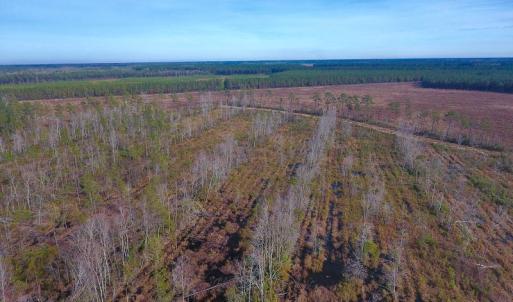 Photo of UNDER CONTRACT!  20 Acres of Hunting and Timber Land for Sale in Columbus County NC!