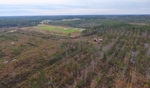 Photo of UNDER CONTRACT!  20 Acres of Hunting and Timber Land for Sale in Columbus County NC!