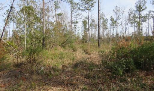 Photo of UNDER CONTRACT!  20 Acres of Hunting and Timber Land for Sale in Columbus County NC!
