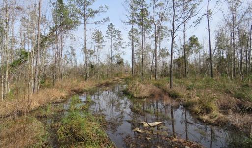 Photo of UNDER CONTRACT!  20 Acres of Hunting and Timber Land for Sale in Columbus County NC!