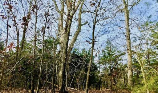 Photo of SOLD!  54 Acres of Hunting and Timber Land For Sale in Person County NC!