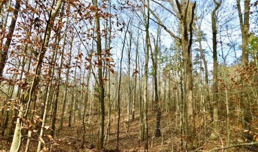 Photo of SOLD!  54 Acres of Hunting and Timber Land For Sale in Person County NC!