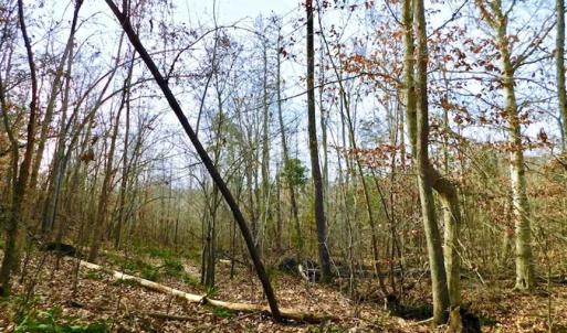 Photo of SOLD!  54 Acres of Hunting and Timber Land For Sale in Person County NC!