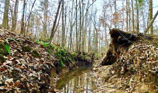 Photo of SOLD!  54 Acres of Hunting and Timber Land For Sale in Person County NC!