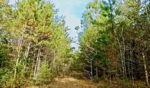 Photo of SOLD!  54 Acres of Hunting and Timber Land For Sale in Person County NC!
