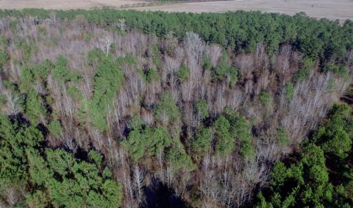 Photo of UNDER CONTRACT!  17.94 Acres of Residential and Hunting Land For Sale in Craven County NC!