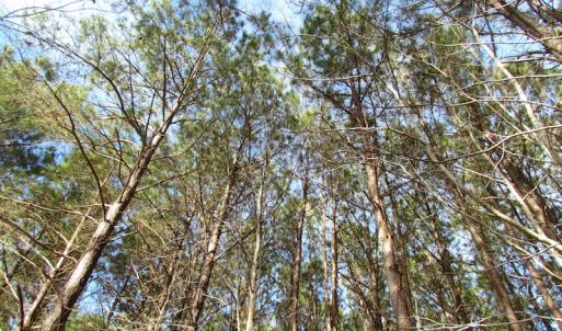 Photo of SOLD!  7.6  Acres of Residential Timber Land for Sale in VA Beach!
