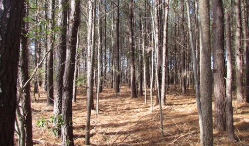 Photo of SOLD!  7.6  Acres of Residential Timber Land for Sale in VA Beach!
