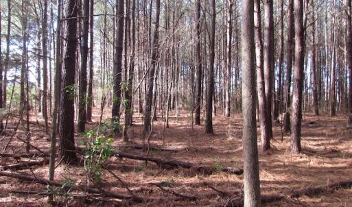 Photo of SOLD!  7.6  Acres of Residential Timber Land for Sale in VA Beach!