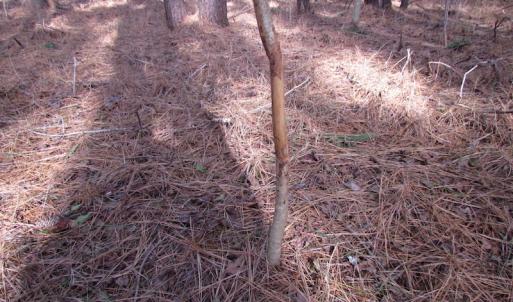 Photo of SOLD!  7.6  Acres of Residential Timber Land for Sale in VA Beach!