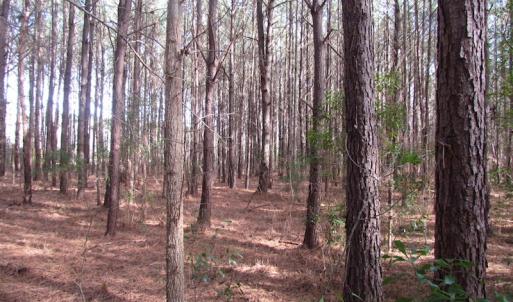 Photo of SOLD!  7.6  Acres of Residential Timber Land for Sale in VA Beach!