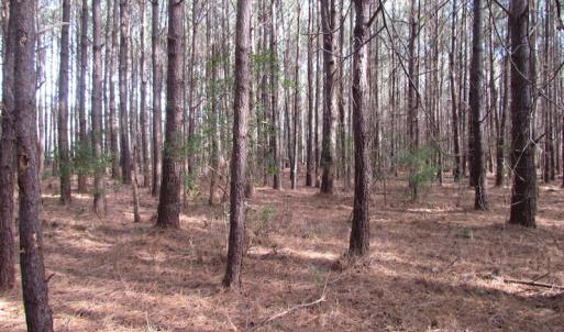 Photo of SOLD!  7.6  Acres of Residential Timber Land for Sale in VA Beach!
