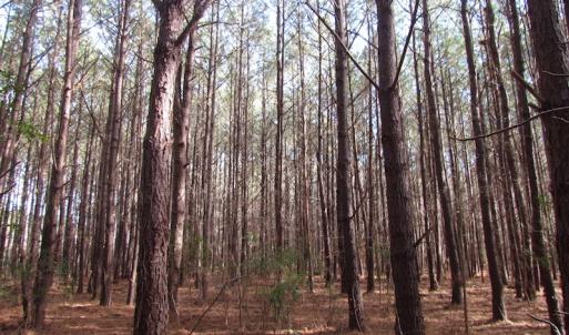 Photo of SOLD!  7.6  Acres of Residential Timber Land for Sale in VA Beach!