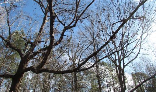 Photo of SOLD!  7.6  Acres of Residential Timber Land for Sale in VA Beach!