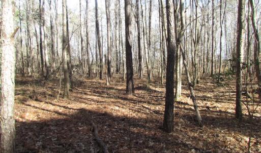 Photo of SOLD!  7.6  Acres of Residential Timber Land for Sale in VA Beach!