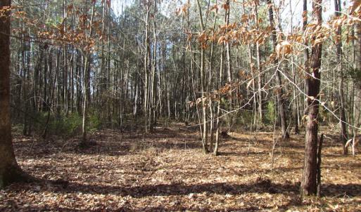 Photo of SOLD!  7.6  Acres of Residential Timber Land for Sale in VA Beach!