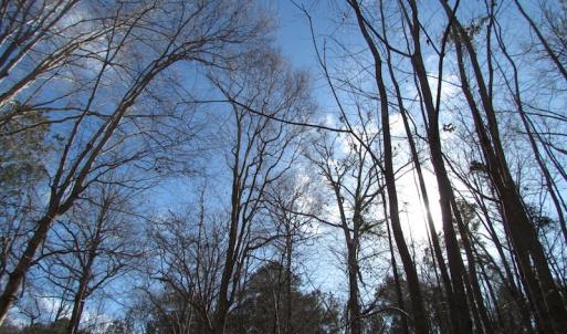 Photo of SOLD!  7.6  Acres of Residential Timber Land for Sale in VA Beach!