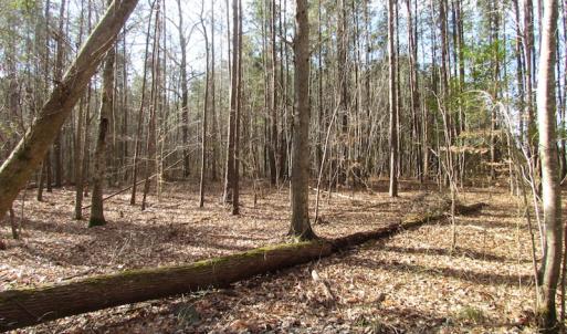 Photo of SOLD!  7.6  Acres of Residential Timber Land for Sale in VA Beach!