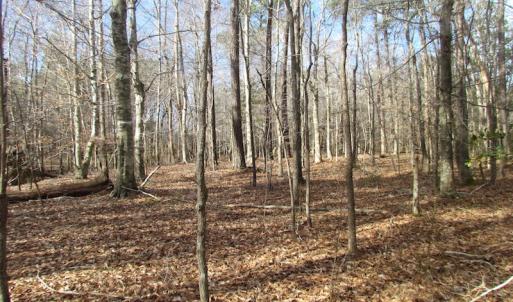 Photo of SOLD!  7.6  Acres of Residential Timber Land for Sale in VA Beach!
