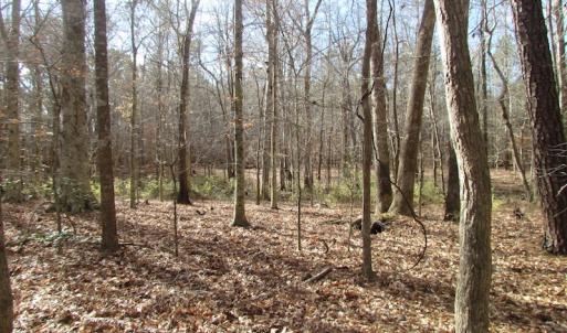 Photo of SOLD!  7.6  Acres of Residential Timber Land for Sale in VA Beach!