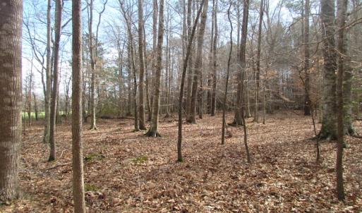 Photo of SOLD!  7.6  Acres of Residential Timber Land for Sale in VA Beach!