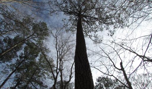 Photo of SOLD!  7.6  Acres of Residential Timber Land for Sale in VA Beach!