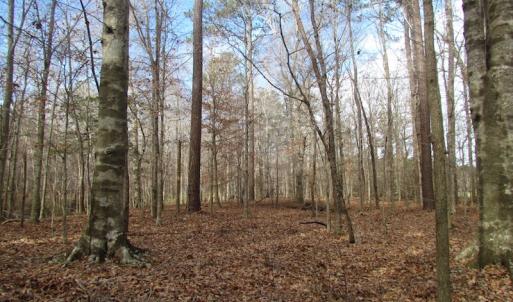 Photo of SOLD!  7.6  Acres of Residential Timber Land for Sale in VA Beach!