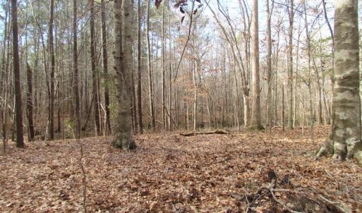 Photo of SOLD!  7.6  Acres of Residential Timber Land for Sale in VA Beach!