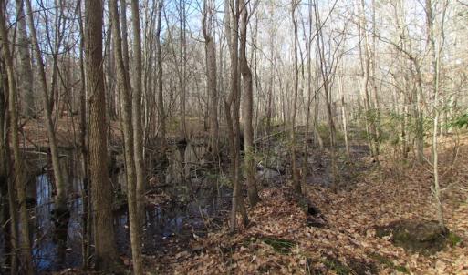 Photo of SOLD!  7.6  Acres of Residential Timber Land for Sale in VA Beach!