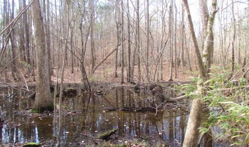 Photo of SOLD!  7.6  Acres of Residential Timber Land for Sale in VA Beach!