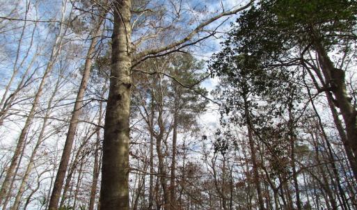 Photo of SOLD!  7.6  Acres of Residential Timber Land for Sale in VA Beach!