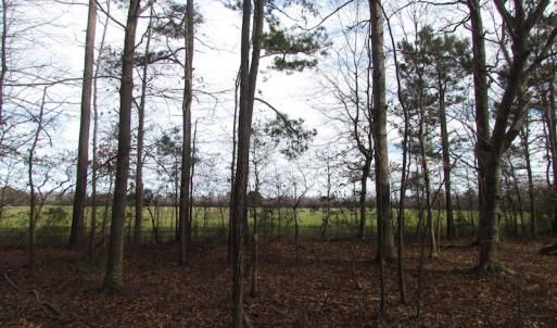 Photo of SOLD!  7.6  Acres of Residential Timber Land for Sale in VA Beach!