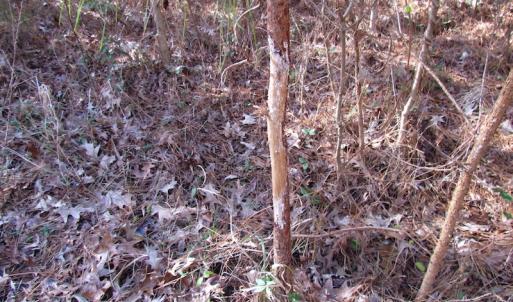 Photo of SOLD!  7.6  Acres of Residential Timber Land for Sale in VA Beach!