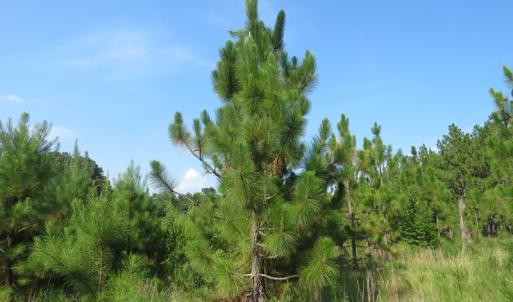 Photo of UNDER CONTRACT!  25 Acres of Timber Land For Sale in Hoke County NC!