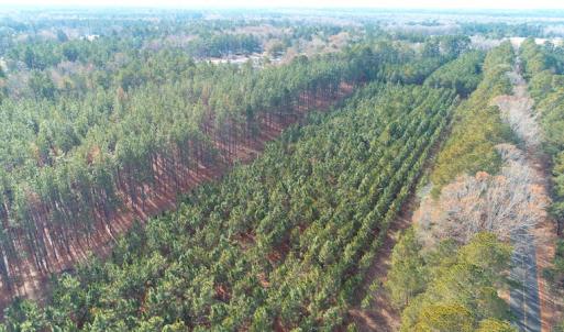 Photo of UNDER CONTRACT!  25 Acres of Timber Land For Sale in Hoke County NC!