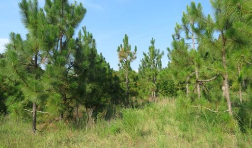 Photo of UNDER CONTRACT!  25 Acres of Timber Land For Sale in Hoke County NC!