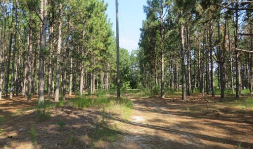Photo of UNDER CONTRACT!  25 Acres of Timber Land For Sale in Hoke County NC!