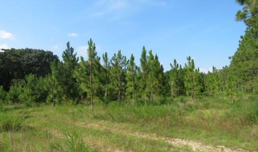 Photo of UNDER CONTRACT!  25 Acres of Timber Land For Sale in Hoke County NC!