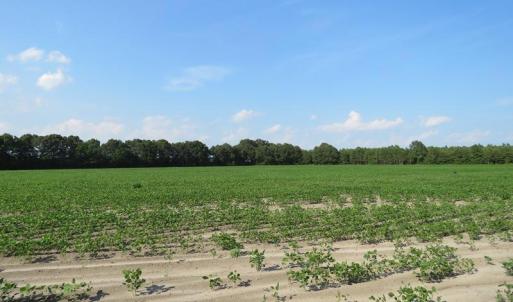 Photo of UNDER CONTRACT!  89 Acres of Timber and Farm Land For Sale in Hoke County NC!