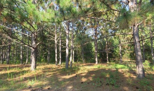 Photo of UNDER CONTRACT!  89 Acres of Timber and Farm Land For Sale in Hoke County NC!