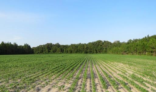 Photo of UNDER CONTRACT!  89 Acres of Timber and Farm Land For Sale in Hoke County NC!