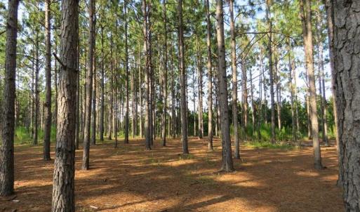 Photo of UNDER CONTRACT!  89 Acres of Timber and Farm Land For Sale in Hoke County NC!