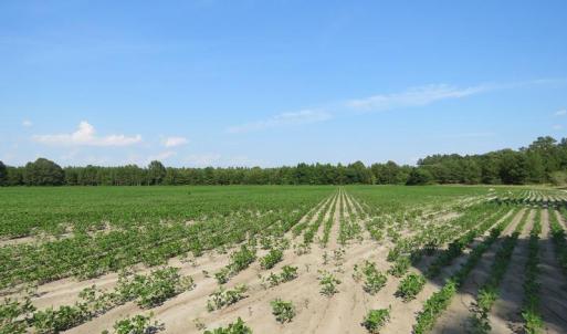 Photo of UNDER CONTRACT!  89 Acres of Timber and Farm Land For Sale in Hoke County NC!