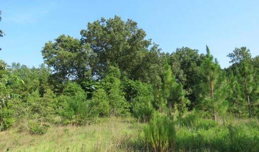Photo of UNDER CONTRACT!  89 Acres of Timber and Farm Land For Sale in Hoke County NC!