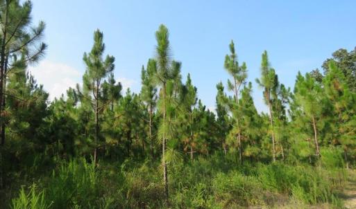 Photo of UNDER CONTRACT!  89 Acres of Timber and Farm Land For Sale in Hoke County NC!