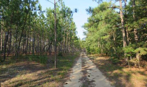 Photo of SOLD!!  139 Acres of Timber and Hunting Land For Sale in Hoke County NC!